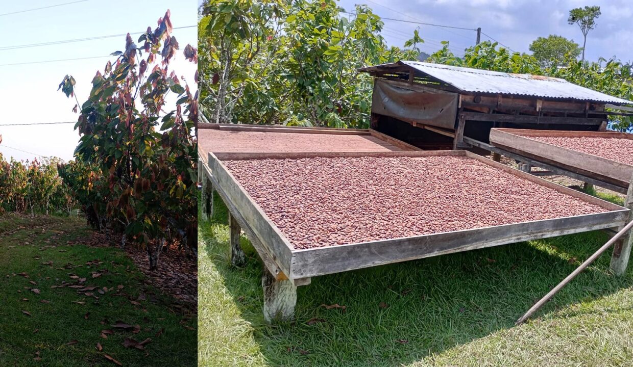 Se-vende-propiedad-,-finca-con-tres-hectáreas-sembrado-en-cacao-y-frutales